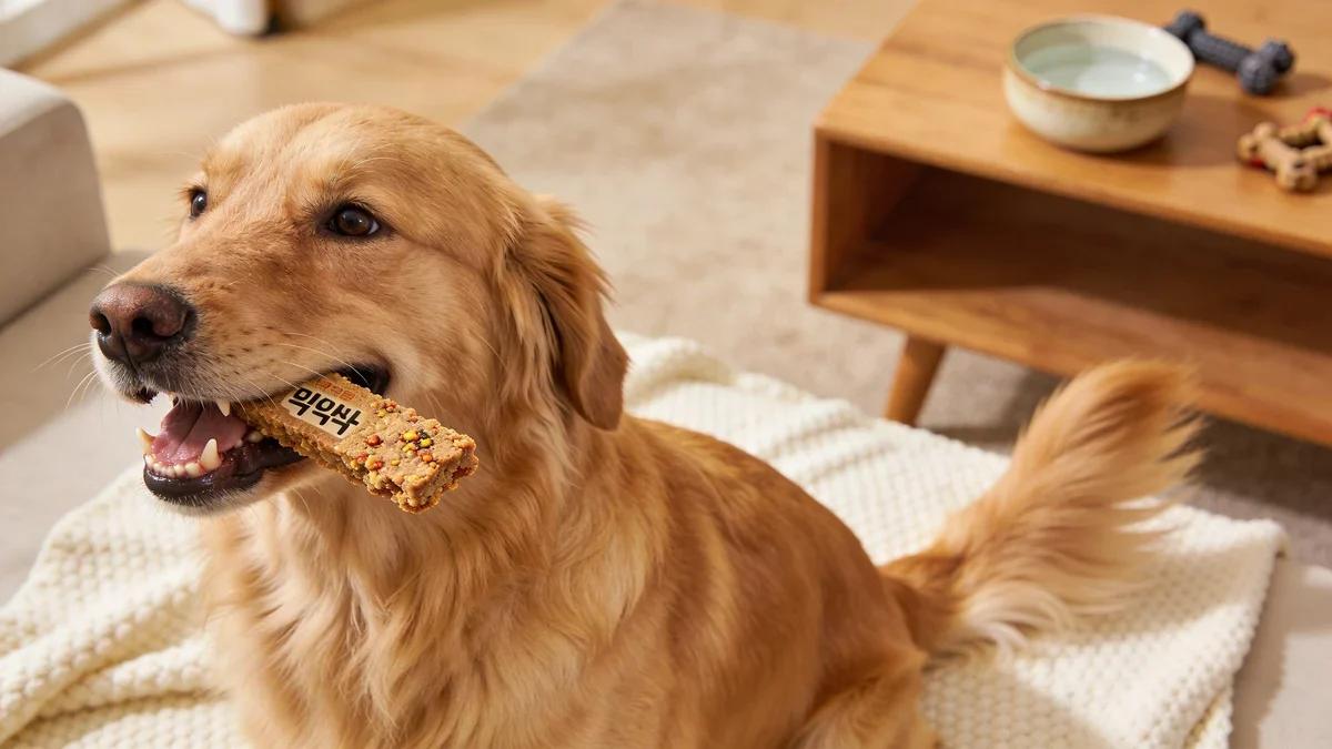 picky dog treats shown in a realistic lifestyle context with a dog