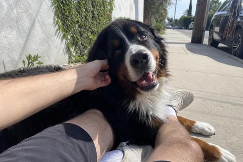 Milo with their human