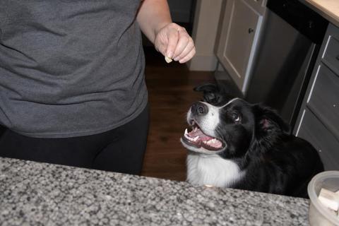 Oreo with their human